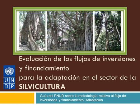 Evaluación de los flujos de inversiones y financiamiento para la adaptación en el sector de la SILVICULTURA Guía del PNUD sobre la metodología relativa.