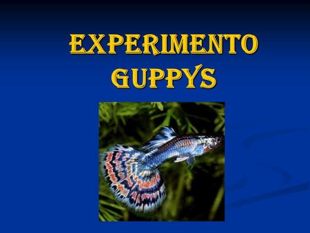 Experimento Guppys. índice Introducción Introducción ¿Qué es un Guppy? ¿Qué es un Guppy? Noticia Noticia Webgrafía Webgrafía.