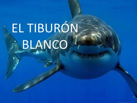 EL TIBURÓN BLANCO.