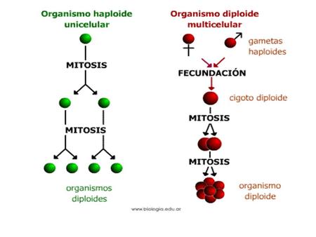 INTERFASE: G1 S G2 G0 G1 S Mitosis DIVISIÓN: Mitosis y citocinesis G2 Interfase: gran actividad metabólica y aumento del.
