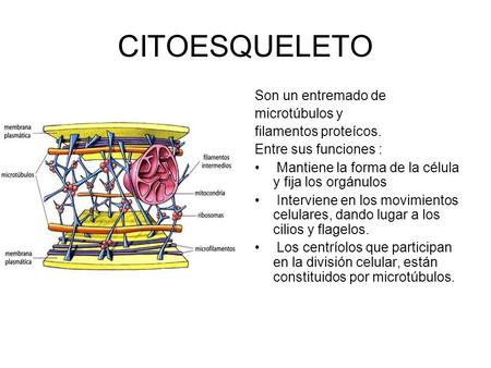 CITOESQUELETO Son un entremado de microtúbulos y filamentos proteícos.