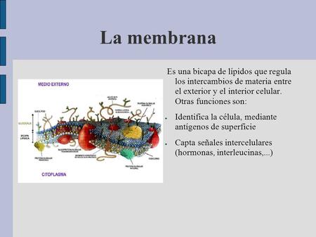 La membrana Es una bicapa de lípidos que regula los intercambios de materia entre el exterior y el interior celular. Otras funciones son: Identifica.