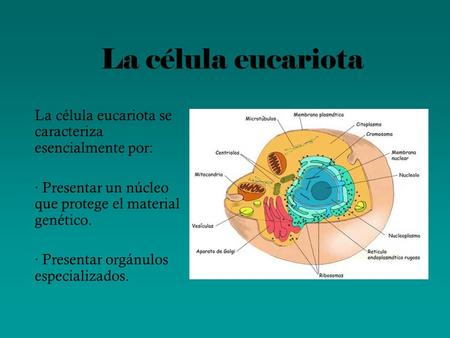 La célula eucariota La célula eucariota se caracteriza esencialmente por: · Presentar un núcleo que protege el material genético. · Presentar orgánulos.