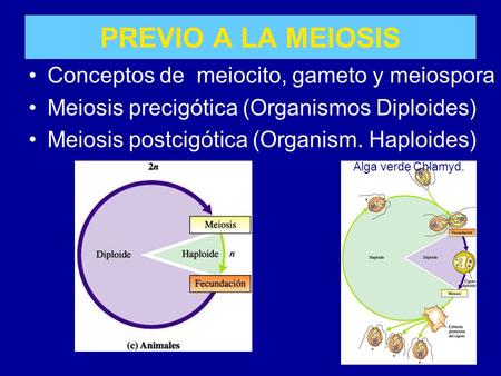 PREVIO A LA MEIOSIS Conceptos de meiocito, gameto y meiospora
