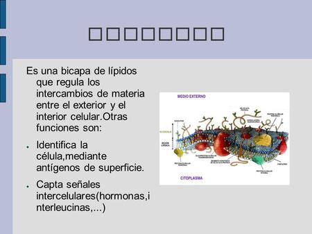 MEMBRANA Es una bicapa de lípidos que regula los intercambios de materia entre el exterior y el interior celular.Otras funciones son: Identifica la.