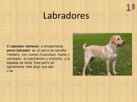 1ª Labradores El labrador retriever, o simplemente perro labrador, es un perro de tamaño mediano, con cuerpo musculoso, fuerte y compacto. Su pechancho.