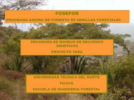 FOSEFOR PROGRAMA ANDINO DE FOMENTO DE SEMILLAS FORESTALES