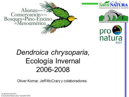 Dendroica chrysoparia, Ecología Invernal 2006-2008 15 de enero de 2014 © Derechos Reservados SalvaNATURA Oliver Komar, Jeff McCrary y colaboradores.