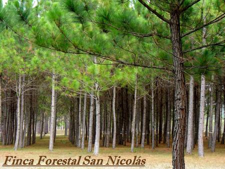 Finca Forestal San Nicolás