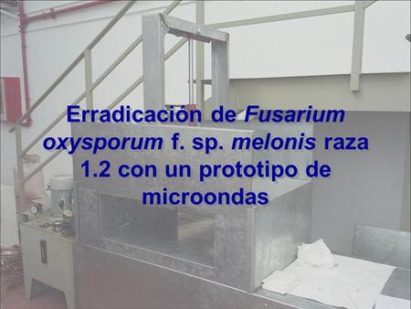 Erradicación de Fusarium oxysporum f. sp. melonis raza 1