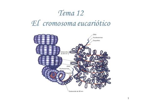 El cromosoma eucariótico