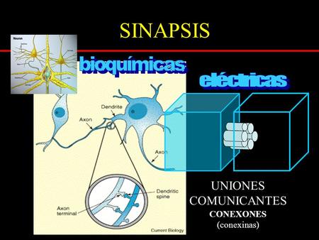SINAPSIS bioquímicas eléctricas UNIONES COMUNICANTES CONEXONES