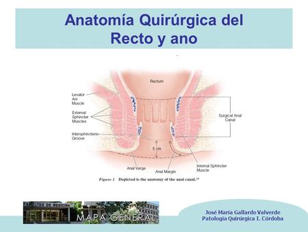 Anatomía Quirúrgica del Recto y ano José María Gallardo Valverde Patología Quirúrgica I. Córdoba.