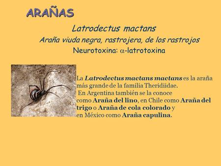 ARAÑAS Latrodectus mactans