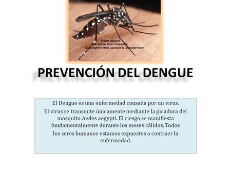 PREVENCIÓN DEL DENGUE El Dengue es una enfermedad causada por un virus. El virus se transmite únicamente mediante la picadura del mosquito Aedes aegypti.