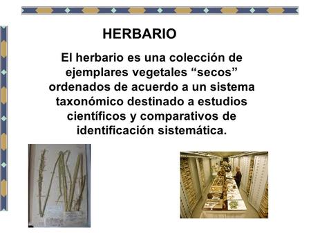 HERBARIO El herbario es una colección de ejemplares vegetales “secos” ordenados de acuerdo a un sistema taxonómico destinado a estudios científicos y comparativos.