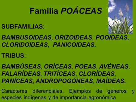 Familia POÁCEAS SUBFAMILIAS: