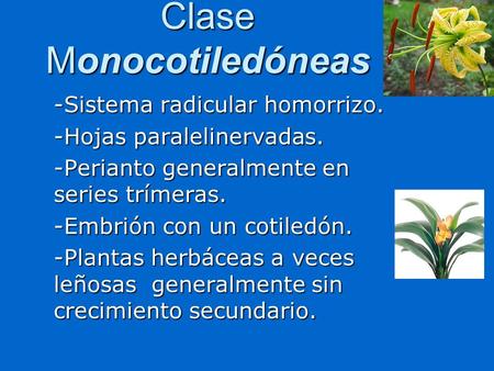 Clase Monocotiledóneas