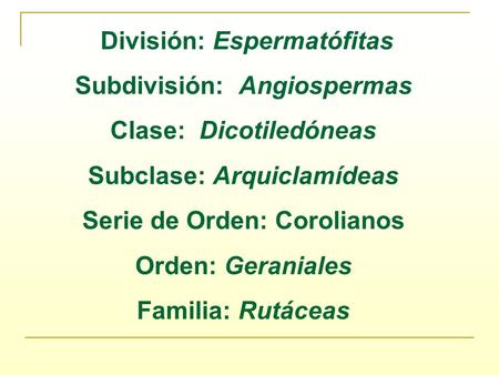 División: Espermatófitas Subdivisión: Angiospermas