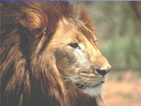 Leo el León El Rey de las Bestias. Leo el León El Rey de las Bestias.