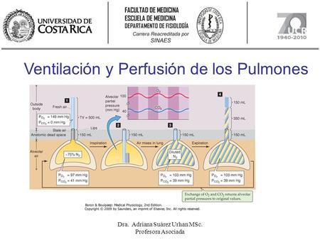 Ventilación y Perfusión de los Pulmones