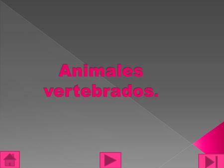 Animales vertebrados..