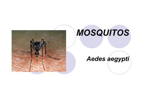 MOSQUITOS Aedes aegypti.