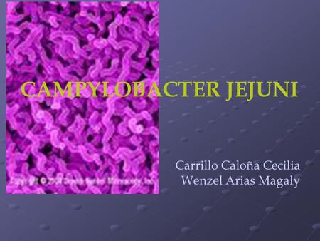 CAMPYLOBACTER JEJUNI Carrillo Caloña Cecilia Wenzel Arias Magaly
