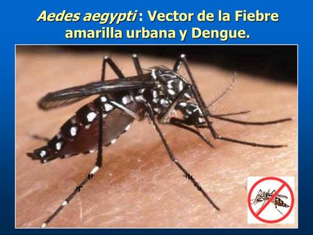 Aedes aegypti : Vector de la Fiebre amarilla urbana y Dengue.