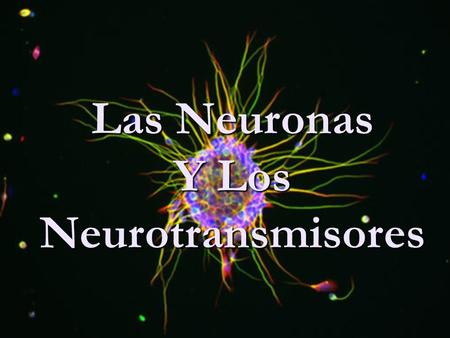 Y Los Neurotransmisores