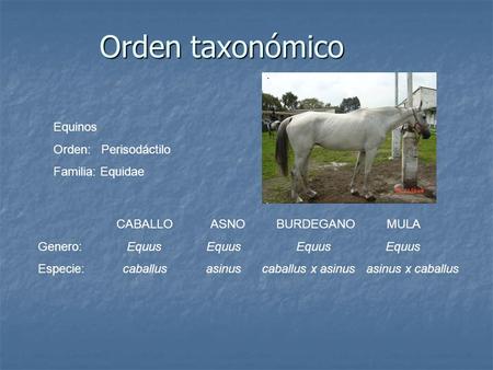Orden taxonómico Equinos Orden: Perisodáctilo Familia: Equidae