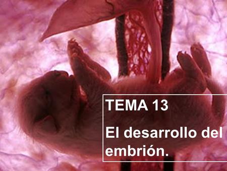 TEMA 13 El desarrollo del embrión..