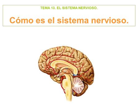 TEMA 13. EL SISTEMA NERVIOSO. Cómo es el sistema nervioso.
