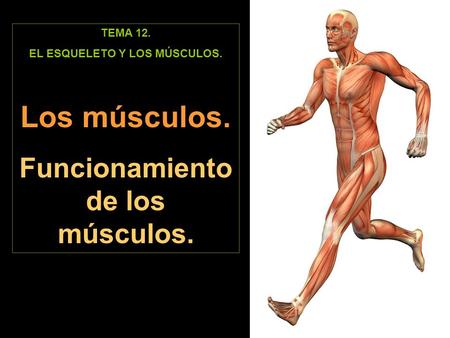 EL ESQUELETO Y LOS MÚSCULOS. Funcionamiento de los músculos.