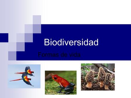 Biodiversidad Formas de vida. Biodiversidad Es la variedad de seres vivos que habitan en la tierra Diversidad de Especies Diversidad Genética Diversidad.