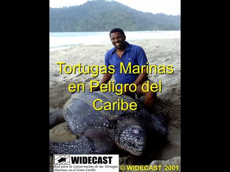 Tortugas Marinas en Peligro del Caribe © WIDECAST 2001.