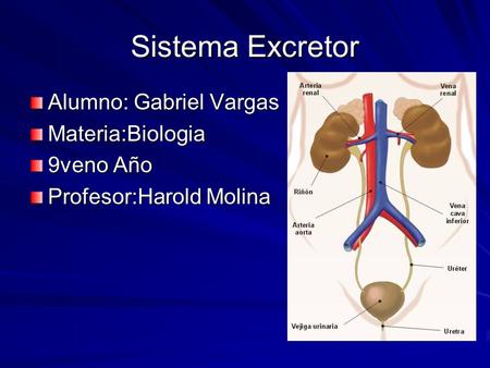 Sistema Excretor Alumno: Gabriel Vargas Materia:Biologia 9veno Año