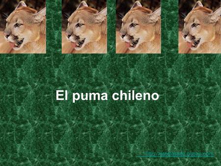 El puma chileno http://estelasaez.bligoo.com.