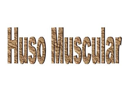 Huso Muscular.