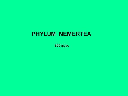 PHYLUM NEMERTEA 900 spp..