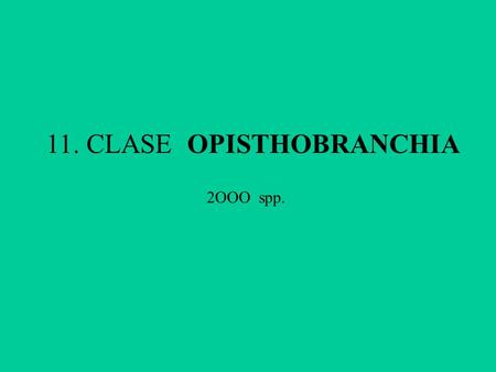 11. CLASE OPISTHOBRANCHIA