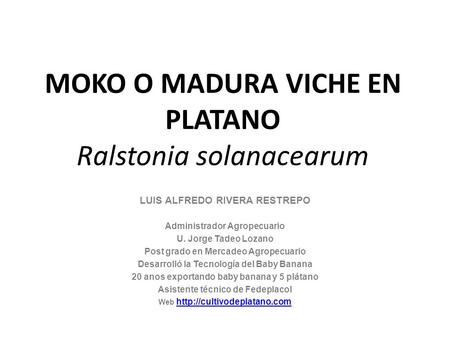 MOKO O MADURA VICHE EN PLATANO Ralstonia solanacearum