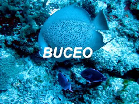 BUCEO.