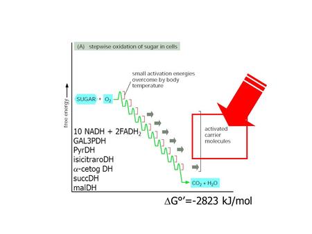 DG°’=-2823 kJ/mol 10 NADH + 2FADH2 GAL3PDH PyrDH isicitraroDH