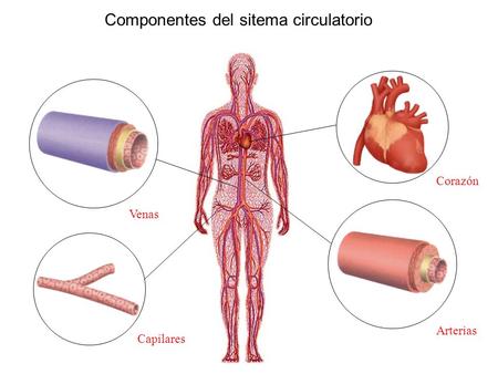 Componentes del sitema circulatorio Corazón Venas Capilares Arterias.