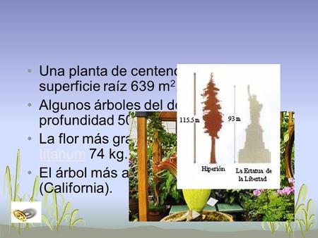 Una planta de centeno de 4 años: superficie raíz 639 m2.