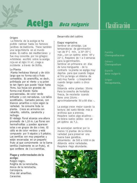 Acelga Beta vulgaris Clasificación Desarrollo del cultivo