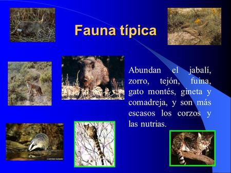 Fauna típica Abundan el jabalí, zorro, tejón, fuina, gato montés, gineta y comadreja, y son más escasos los corzos y las nutrias.