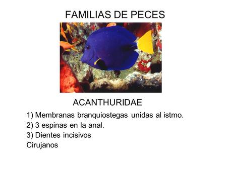 FAMILIAS DE PECES ACANTHURIDAE
