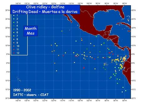 Olive ridley – Golfina Drifting Dead – Muertas a la deriva Month Mes IATTC – observ. - CIAT 1990 - 2002.